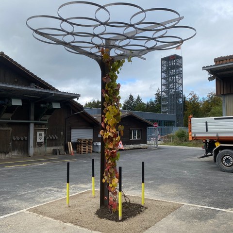 Stadtpergola (Tefbauamt Stadt Bern)