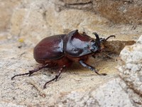 Nashornkäfer (Bild   Andreas Schild)
