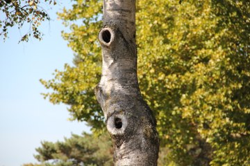 Bild 5 Astlöcher (Sabine Tschäppeler). Vergrösserte Ansicht