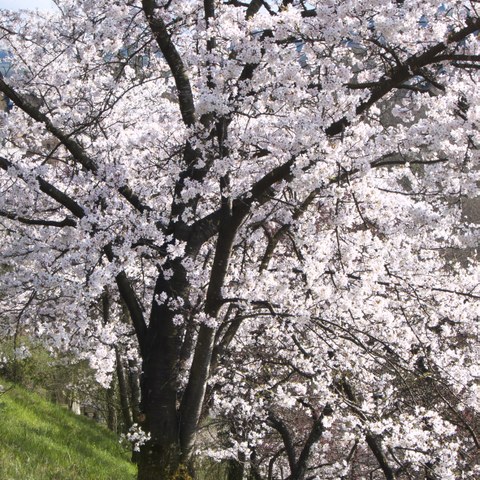 1 - Japanische Kirschbäume Rosengarten-Aargauerstalden Bild Marco Schibig