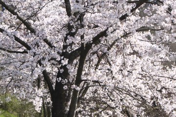 1 - Japanische Kirschbäume Rosengarten-Aargauerstalden Bild Marco Schibig. Vergrösserte Ansicht