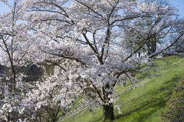 2 - Japanische Kirschbäume Rosengarten-Aargauerstalden Bild Marco Schibig. Vergrösserte Ansicht