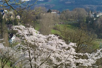 3 - Japanische Kirschbäume Rosengarten-Aargauerstalden Bild Marco Schibig. Vergrösserte Ansicht