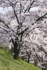 1 - Japanische Kirschbäume Rosengarten-Aargauerstalden Bild Marco Schibig