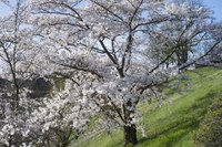 2 - Japanische Kirschbäume Rosengarten-Aargauerstalden Bild Marco Schibig