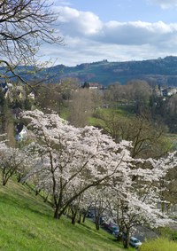 3 - Japanische Kirschbäume Rosengarten-Aargauerstalden Bild Marco Schibig