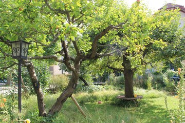 BiodiversitätsGarten Bild 1. Vergrösserte Ansicht