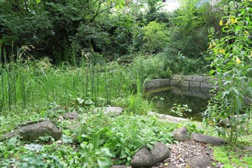 BiodiversitätsGarten Bild 3. Vergrösserte Ansicht