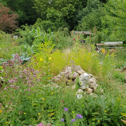 BiodiversitätsGarten Bild 4