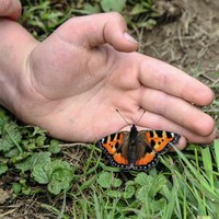 Kleiner Fuchs Projekt Wildwechsel   Bildautorin Sabine Tschäppeler