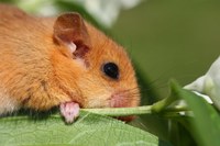 Hazel dormouse pixabay