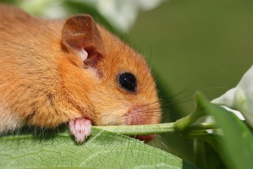 Hazel dormouse pixabay. Vergrösserte Ansicht