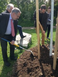 Der Stadtpräsident Alexander Tschäppät beim Pflanzen der Friedenslinde.jpg