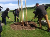 Stadt Bern gedenkt mit Pflanzung einer Friedenslinde an das Kriegsende vor 70 Jahren.JPG