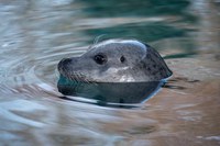 Foto: Seehund im Tierpark Bern