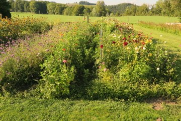 Garten. Vergrösserte Ansicht