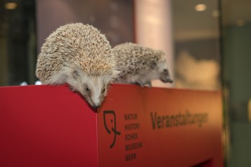 Igel. Vergrösserte Ansicht