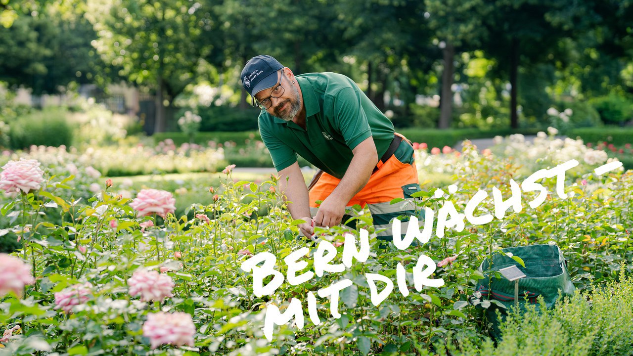 Ein Mann schneidet Rosen, dazu steht geschrieben «Bern wächst mit dir».