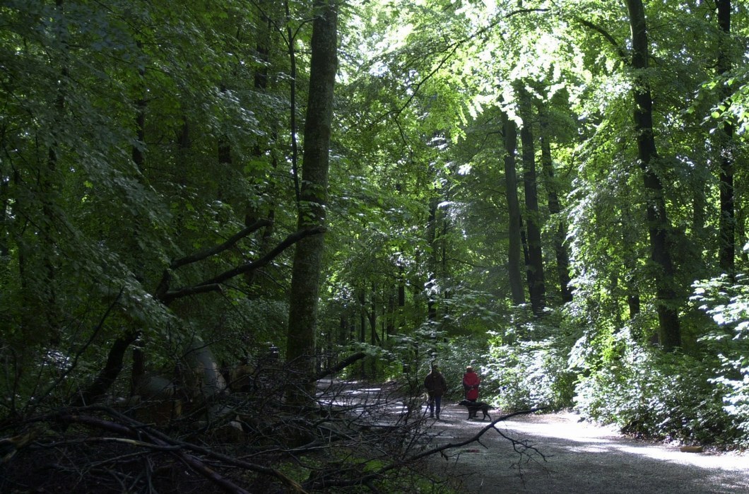 Dählhölzli-Wald