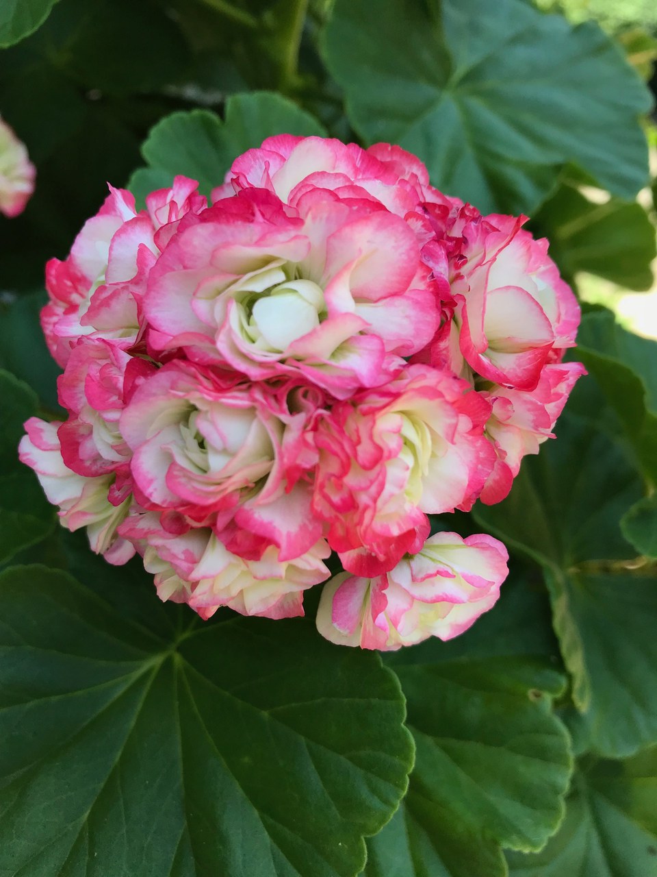 Geranium Apple Blossom