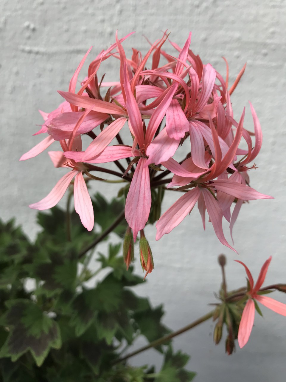 Geranium Bird Dancer