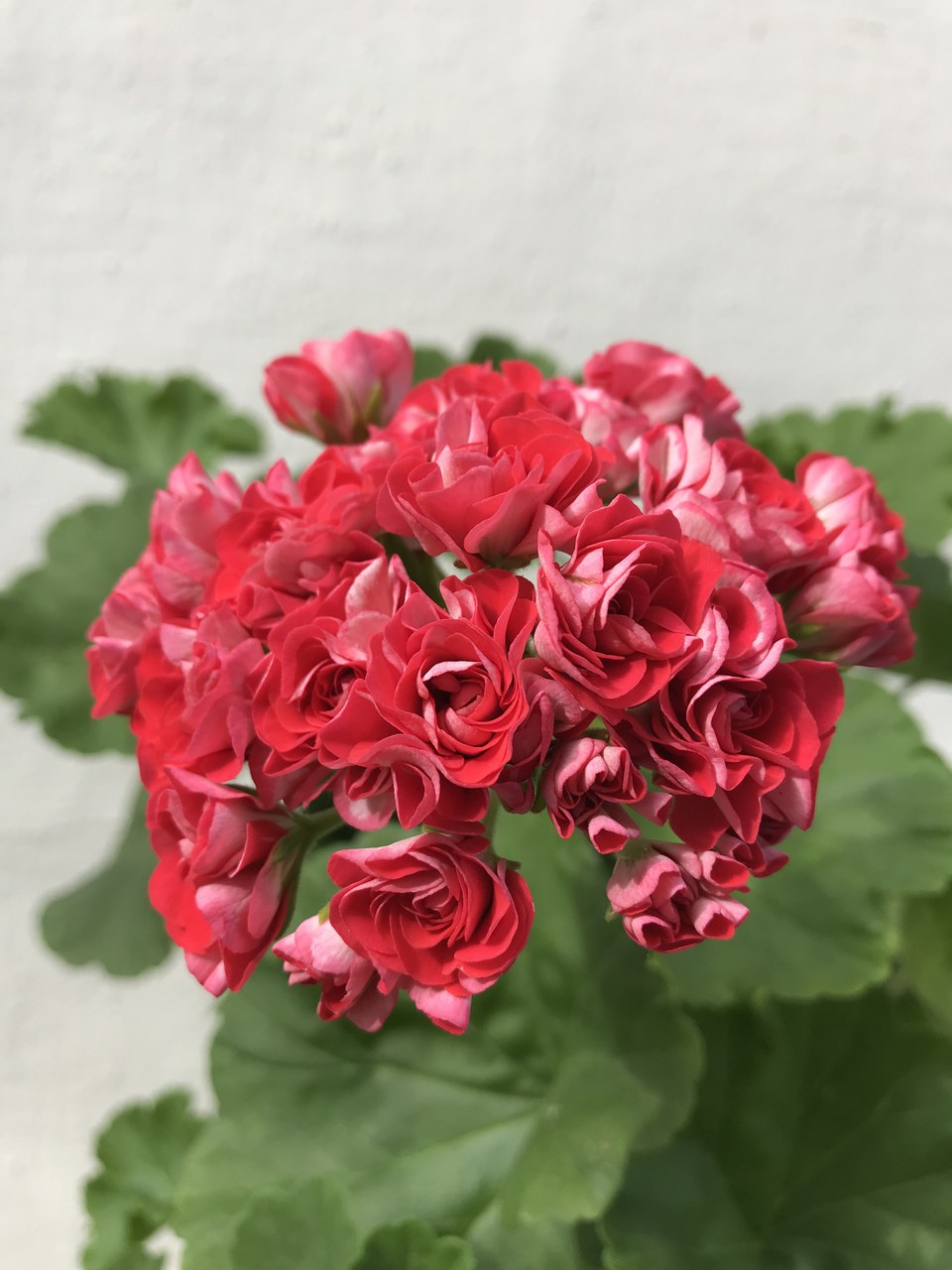 Rosenknospengeranium Mama Tin
