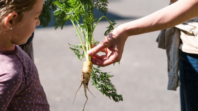 Eine Rübe mit Kraut und Erde