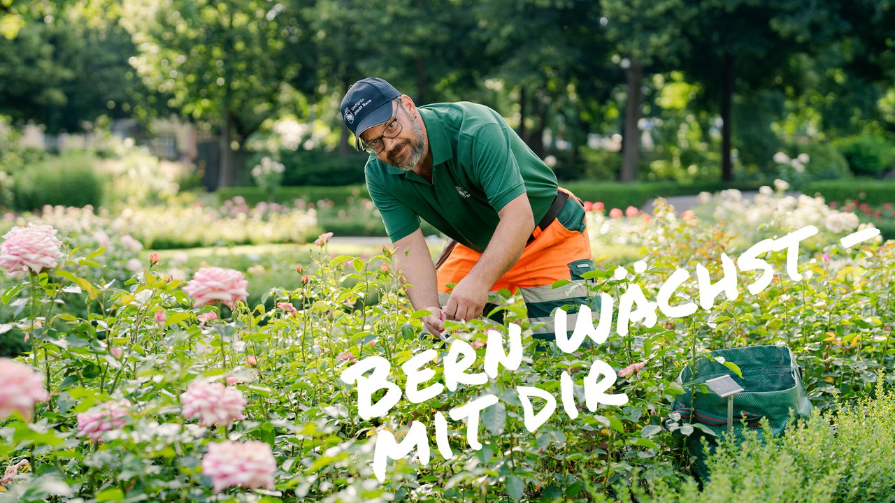 Gärtner schneidet Rosen in einer blühenden Anlage bei Sonnenschein. Text im Bild: "Bern wächst – mit dir."