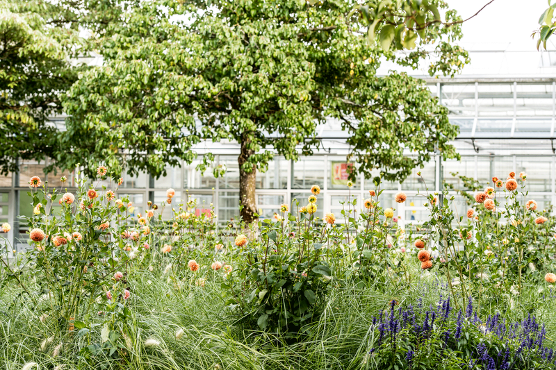 Blumen in der Orangerie