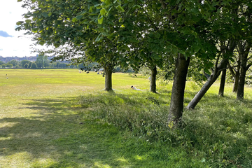 Zwischenräume MOFA Referenzbild Baumhain. Vergrösserte Ansicht