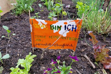 In den Beeten wuchsen Salat und Blumen. Vergrösserte Ansicht