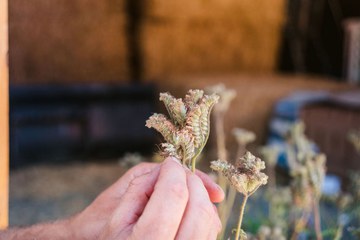 6 Samen für den naturnahen Garten P.Amez. Vergrösserte Ansicht