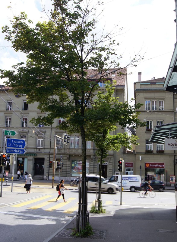 Baum am Strassenrand. Die Blätter sind auf der einen Seite des Baums abgefallen.