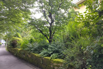 BiodiversitätsGarten Stadt Bern. Vergrösserte Ansicht