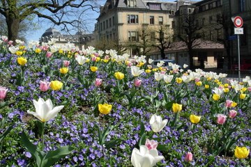 Bepflanzung am Falkenplatz. Vergrösserte Ansicht