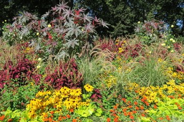 Sommerflor. Vergrösserte Ansicht