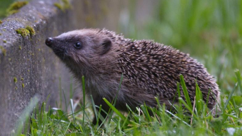 Das Bild zeigt einen kleinen Igel, der vor einem Hindernis steht und versucht dieses zu überwinden.